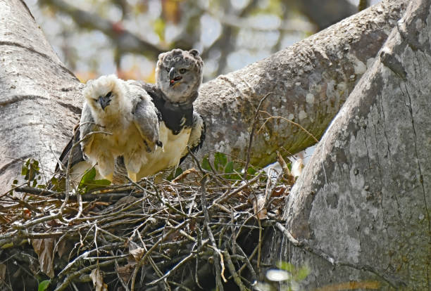 A Female Harpy Eagle is seen in a nest with a chick.  This large raptor bird is very rare and shy.  It is endangered.  The chick is large but not fully grown.  In this photo, both birds can be seen in the nest.   The Harpy Eagle has the largest claws of all birds in the world.  It is also the only Eagle that doesn't soar, due to its short wingspan.