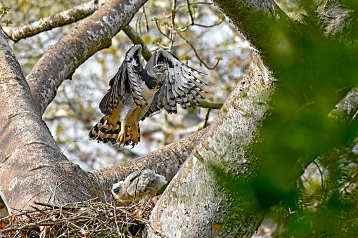 A Female Harpy Eagle is seen in a nest with a chick.  The female Eagle has just taken flight. This large raptor bird is very rare and shy.  It is endangered.  The chick is large but not fully grown.  In this photo, both birds can be seen at the nest.   The Harpy Eagle has the largest claws of all birds in the world.  The claws are clearly visible in the photo.  It is also the only Eagle that doesn't soar, due to its short wingspan.