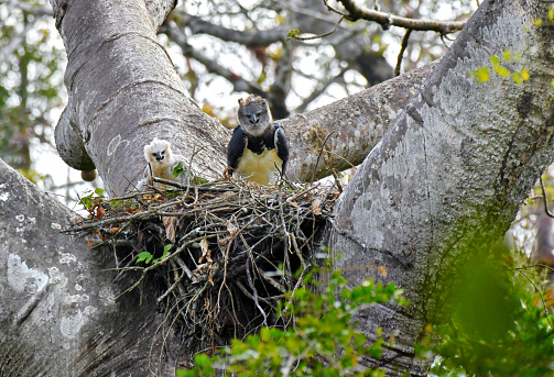 A Female Harpy Eagle is seen in a nest with a chick.  This large raptor bird is very rare and shy.  It is endangered.  The chick is large but not fully grown.  In this photo, both birds can be seen in the nest.   The Harpy Eagle has the largest claws of all birds in the world.  It is also the only Eagle that doesn't soar, due to its short wingspan.