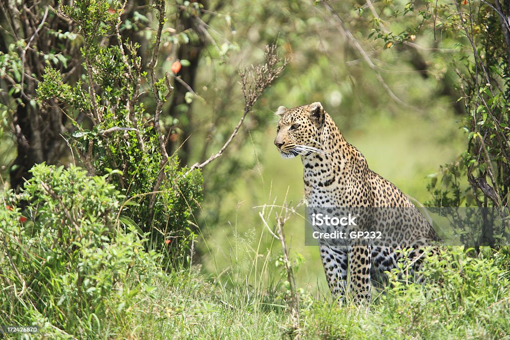 Léopard dans la nature habitat - Photo de Animaux de safari libre de droits