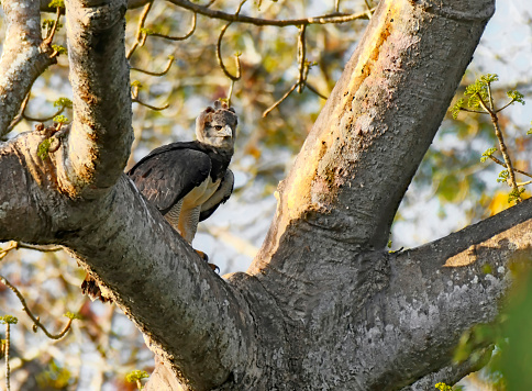 A Female Harpy Eagle is seen on a branch perching.  This large raptor bird is very rare and shy.  It is endangered.  The crest of the Eagle is erect.  The crest helps the Eagle hear small prey in the area.   The Harpy Eagle has the largest claws of all birds in the world.  It is also the only Eagle that doesn't soar, due to its short wingspan.