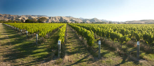 Vineyard, Marlborough, New Zealand stock photo