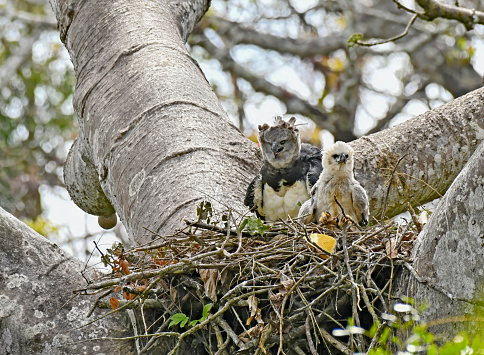 A Female Harpy Eagle is seen in a nest with a chick.  This large raptor bird is very rare and shy.  It is endangered.  The chick is large but not fully grown.  In this photo, both birds can be seen in the nest.   The Harpy Eagle has the largest claws of all birds in the world.  The claws of the baby chick can be seen in this photo.