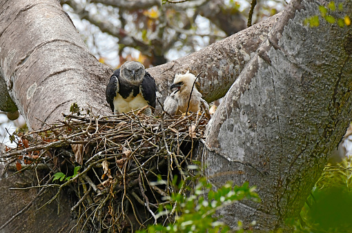 A Female Harpy Eagle is seen in a nest with a chick.  This large raptor bird is very rare and shy.  It is endangered.  The chick is large but not fully grown.  In this photo, both birds can be seen in the nest.   The Harpy Eagle has the largest claws of all birds in the world.  It is also the only Eagle that doesn't soar, due to its short wingspan.