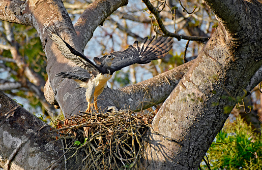 A Female Harpy Eagle is seen in a nest with a chick.  This large raptor bird is very rare and shy.  It is endangered.  The chick is large but not fully grown.  In this photo, both birds can be seen at the nest.   The Harpy Eagle has the largest claws of all birds in the world.  It is also the only Eagle that doesn't soar, due to its short wingspan.