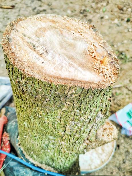 istock There are burrs on the wood. 1724270187