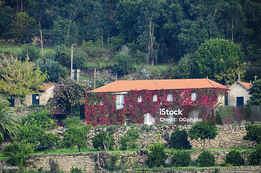 Casa cubierta con rojo ivy en otoño. - Foto de stock de Aire libre libre de derechos