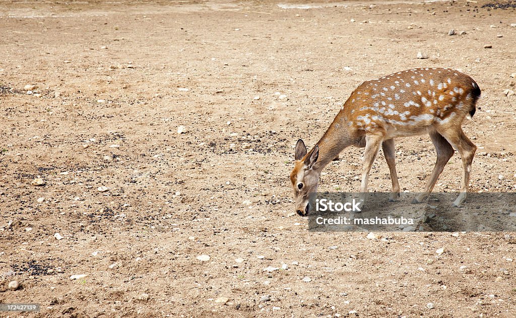 Deer. - Foto de stock de Aire libre libre de derechos