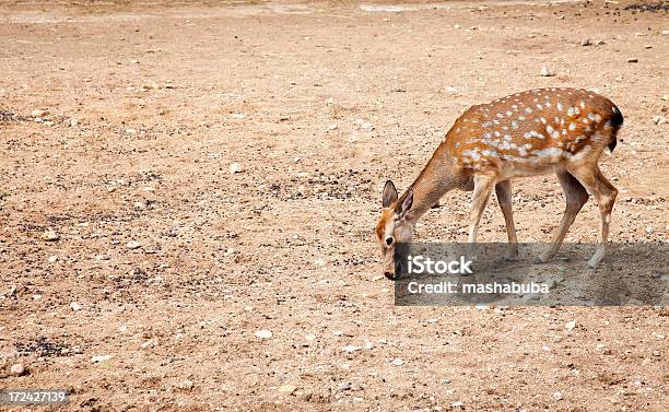 Deer Foto de stock y más banco de imágenes de Aire libre - Aire libre, Animal, Animal joven