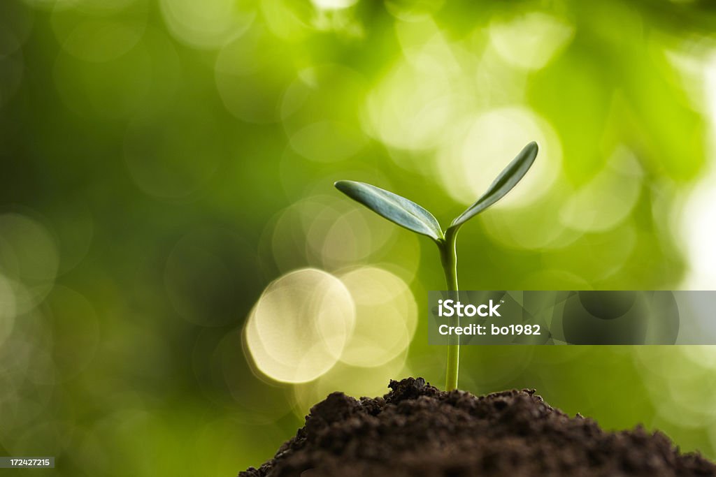 new life growing in spring picture of one small bud growing in spring Agriculture Stock Photo