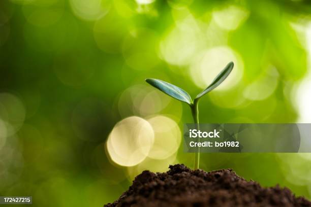 New Life Growing In Spring Stock Photo - Download Image Now - Agriculture, Beginnings, Bud