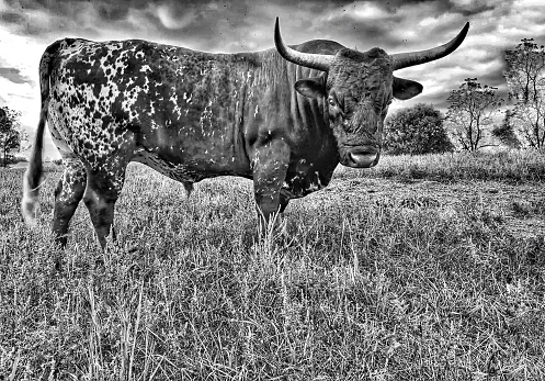A majestic horned black Pineywoods Bull standing in a pasture. Dramatic sky. Heritage breed livestock