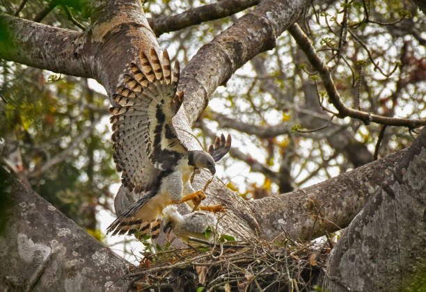 harpyienweibchen im flug mit einem küken im nest - harpyie stock-fotos und bilder