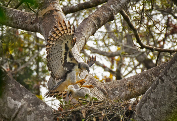 A Female Harpy Eagle is seen in a nest with a chick.  This large raptor bird is very rare and shy.  It is endangered.  The chick is large but not fully grown.  In this photo, both birds can be seen in the nest.  The adult female is flying back into the nest with a branch in her claws.   The Harpy Eagle has the largest claws of all birds in the world.  It is also the only Eagle that doesn't soar, due to its short wingspan.