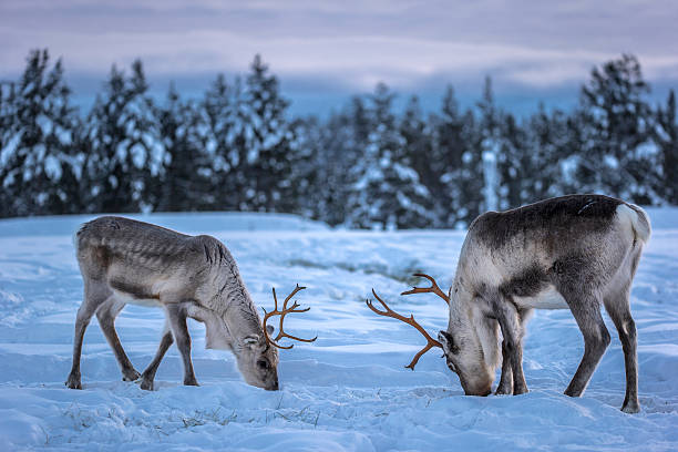Caribou Two caribous (reindeers) in a winter scenery. finnish lapland stock pictures, royalty-free photos & images