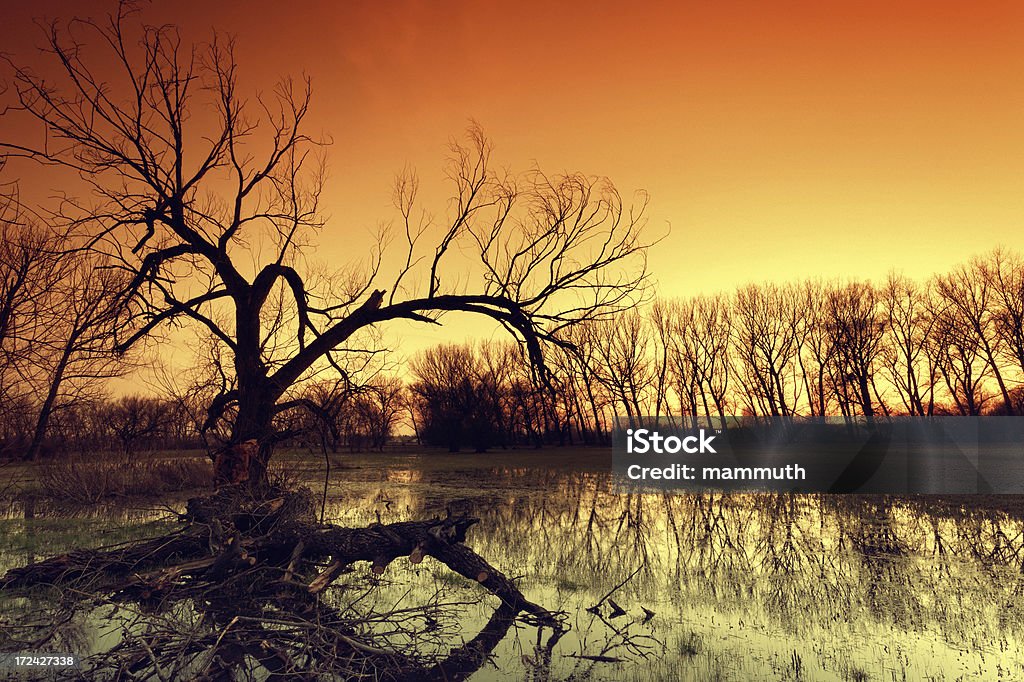 Inondé de terre - Photo de Arbre libre de droits