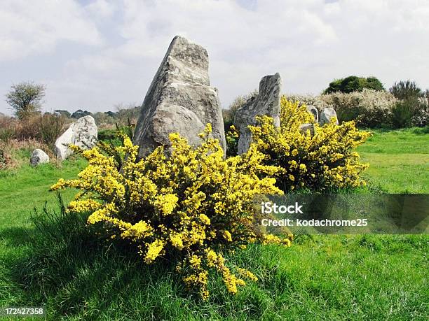 Carnac - Fotografie stock e altre immagini di Fiore - Fiore, Morbihan, Allineamenti megalitici di Carnac