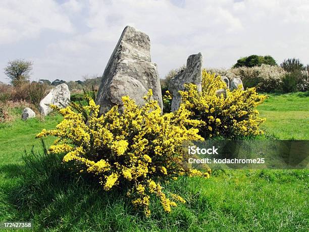 Carnac — стоковые фотографии и другие картинки Морбиан - Морбиан, Цветок, Астрономия