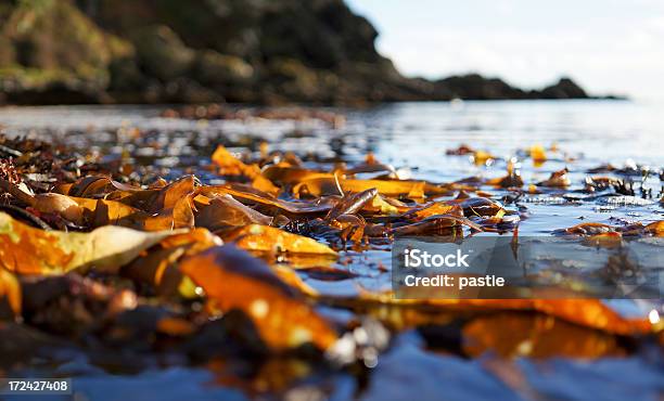 Algas La Costa Foto de stock y más banco de imágenes de Alga Marina - Alga Marina, Marrón, Quelpo