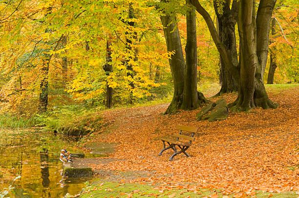 Autumn in the park