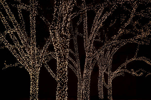 The magical forms of a small cluster of trees wrapped in holiday lights sparkle gently