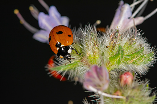 Outstanding macro shots, beautiful ladybird on purple flower unfocussed background.