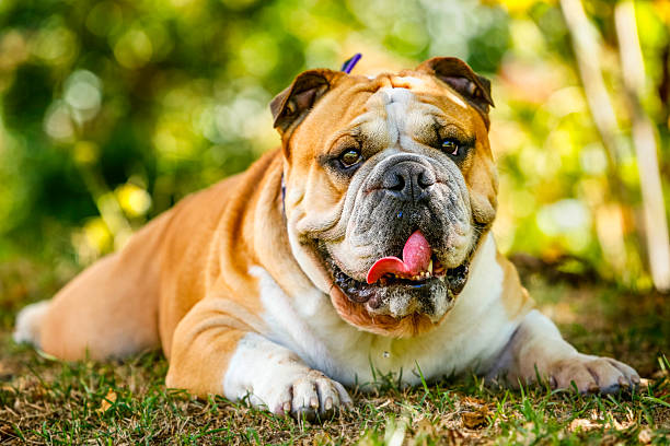 Purebreed Englsh Bulldog lying on grass Purebreed Englsh Bulldog lying on grass animal saliva stock pictures, royalty-free photos & images