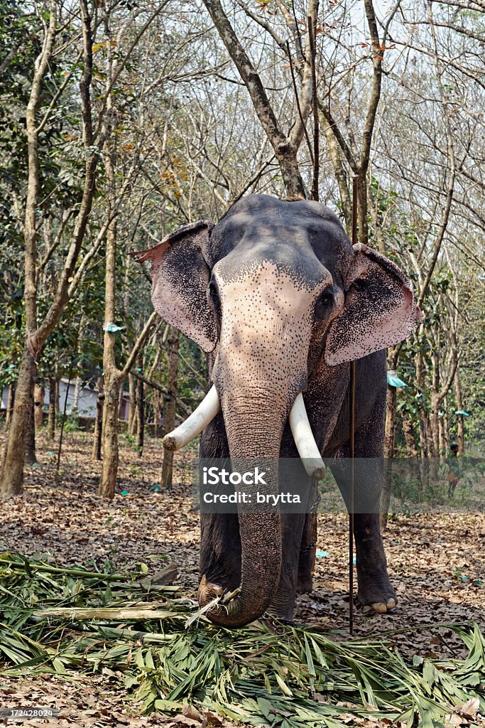 Elefante indiano - Foto de stock de Animal royalty-free