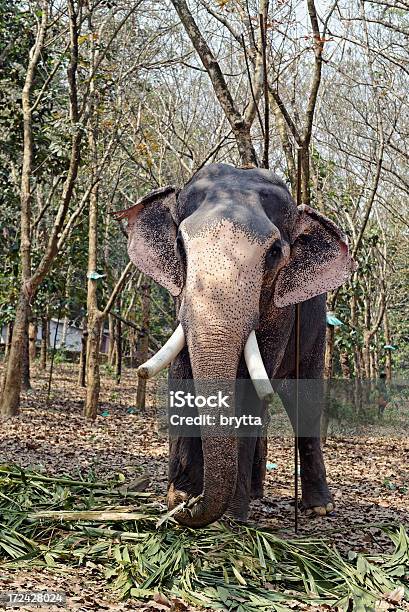 Foto de Elefante Indiano e mais fotos de stock de Animal - Animal, Cana-de-açúcar, Elefante