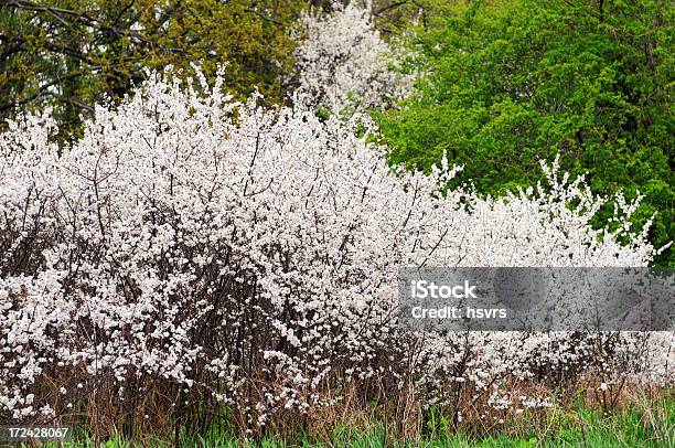 Blackthorn Blossom In Springtime Stock Photo - Download Image Now - Blackthorn, March - Month, Blossom