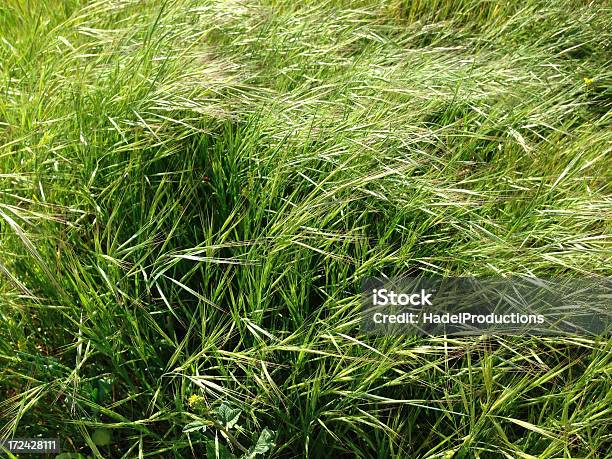 Schöne Wilde Gras Im Frühjahr Stockfoto und mehr Bilder von Bildhintergrund - Bildhintergrund, Blatt - Pflanzenbestandteile, Farbbild