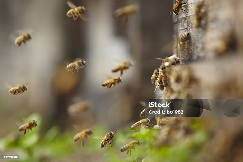 Abeilles volant - Photo de Abeille libre de droits