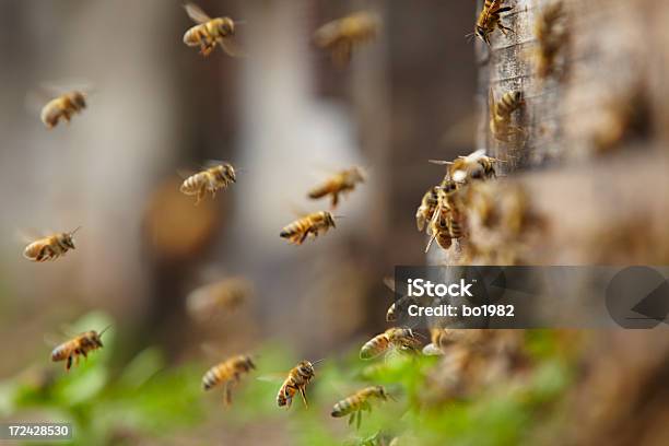 Photo libre de droit de Abeilles Volant banque d'images et plus d'images libres de droit de Abeille - Abeille, Abeille domestique, Aile d'animal