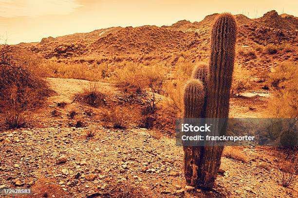 Photo libre de droit de Cactus Saguaro National Park Arizona banque d'images et plus d'images libres de droit de Cactus - Cactus, Désert, Orange - Couleur