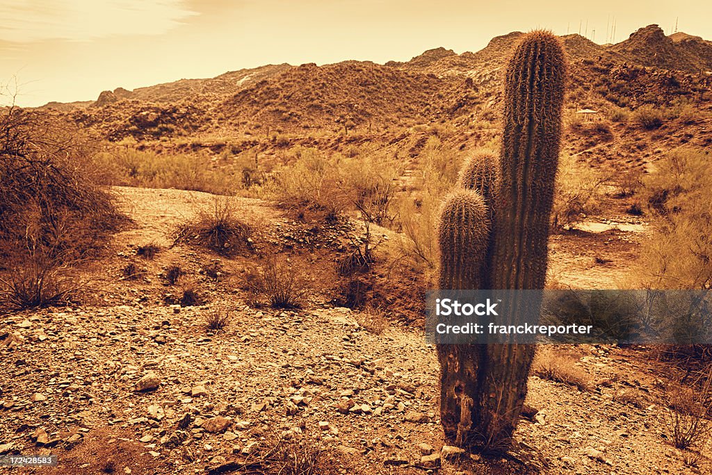 cactus saguaro national park, Arizona - Foto stock royalty-free di Arancione