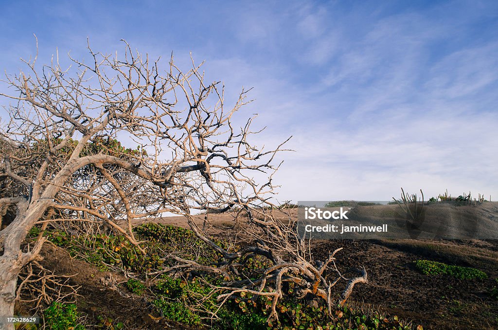 Paysage aride du désert - Photo de Arbre libre de droits