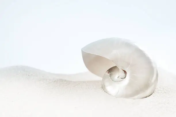 Subject: Close-up of a Nautilus shell resting on a white sand beach with the sky in the background.