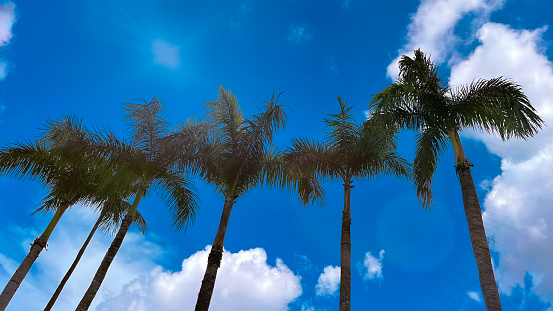 Low Angle View Of Palm Trees Against Cloudy Sky