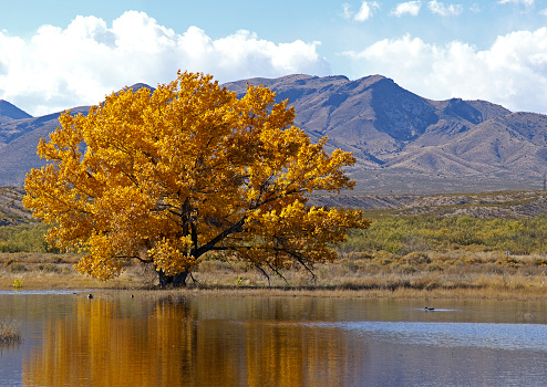 The gold leaves of a large Cottonwood, or Poplar, tree reflect in a pond. Mountains in the background. Photographed at the Bosque del Apache National Wildlife Refuge in New Mexico, USA.