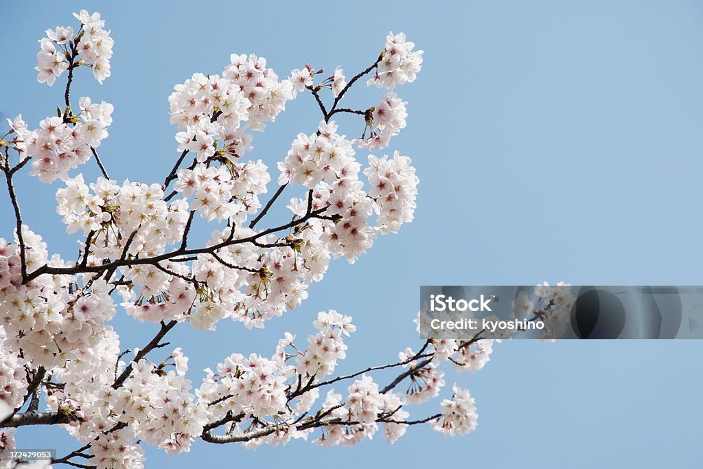 クローズアップの桜の花 - サクラの木のロイヤリティフリーストックフォト