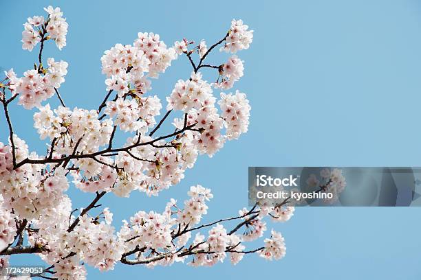 クローズアップの桜の花 - サクラの木のストックフォトや画像を多数ご用意 - サクラの木, 花, 花頭
