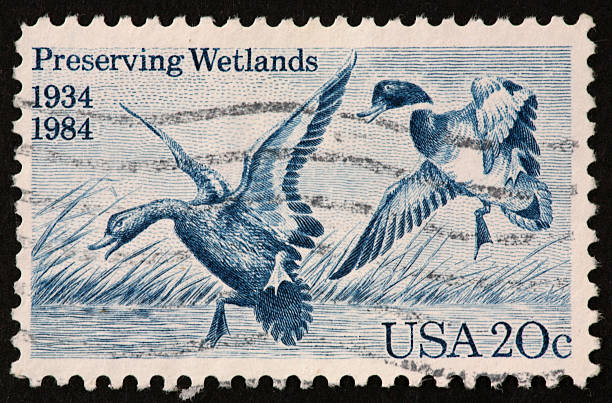 istock wetland preservation stamp 172429181