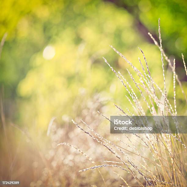 Dzika Trawa Tło Natura Bokeh - zdjęcia stockowe i więcej obrazów Abstrakcja - Abstrakcja, Bez ludzi, Fotografika