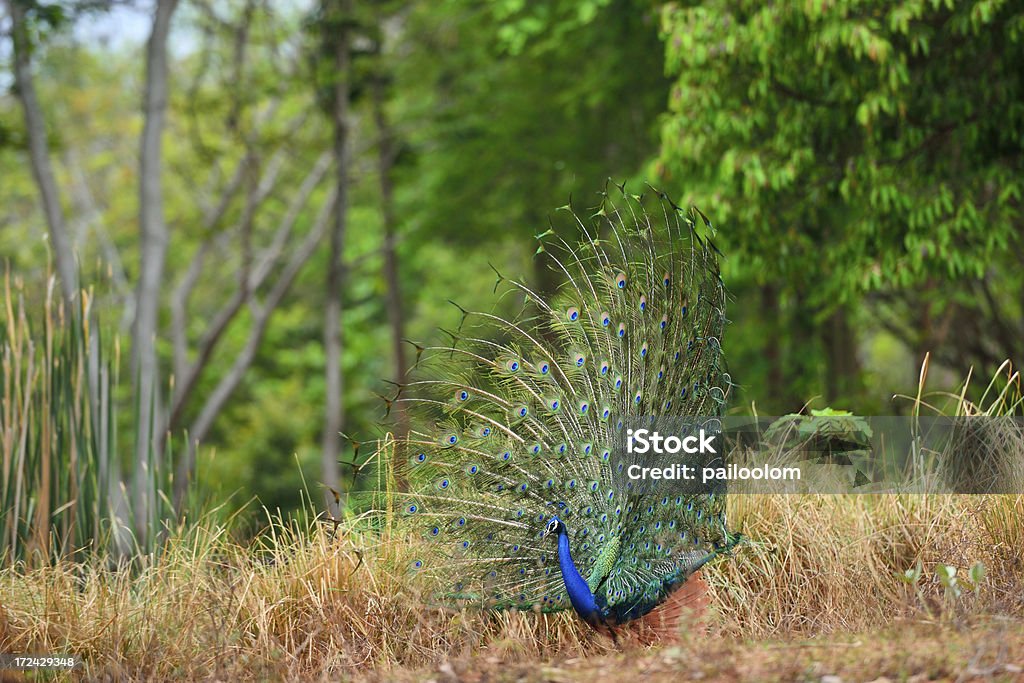 pavo real - Foto de stock de Actuación - Representación libre de derechos