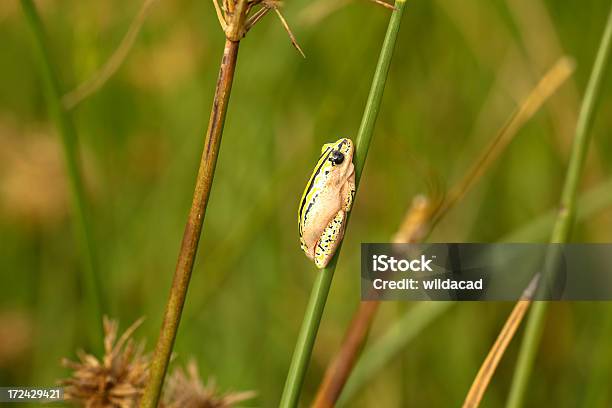 Photo libre de droit de Rainette Marbrée banque d'images et plus d'images libres de droit de Amphibien - Amphibien, Estuaire, Grenouille