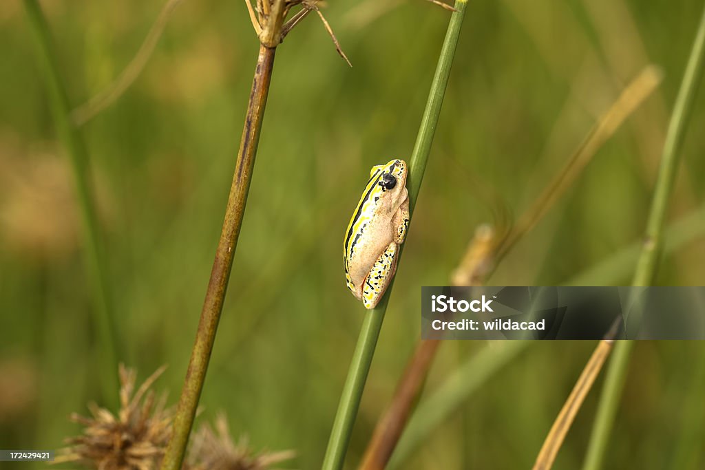 Hyperolius marmoratus - Royalty-free Anfíbio Foto de stock