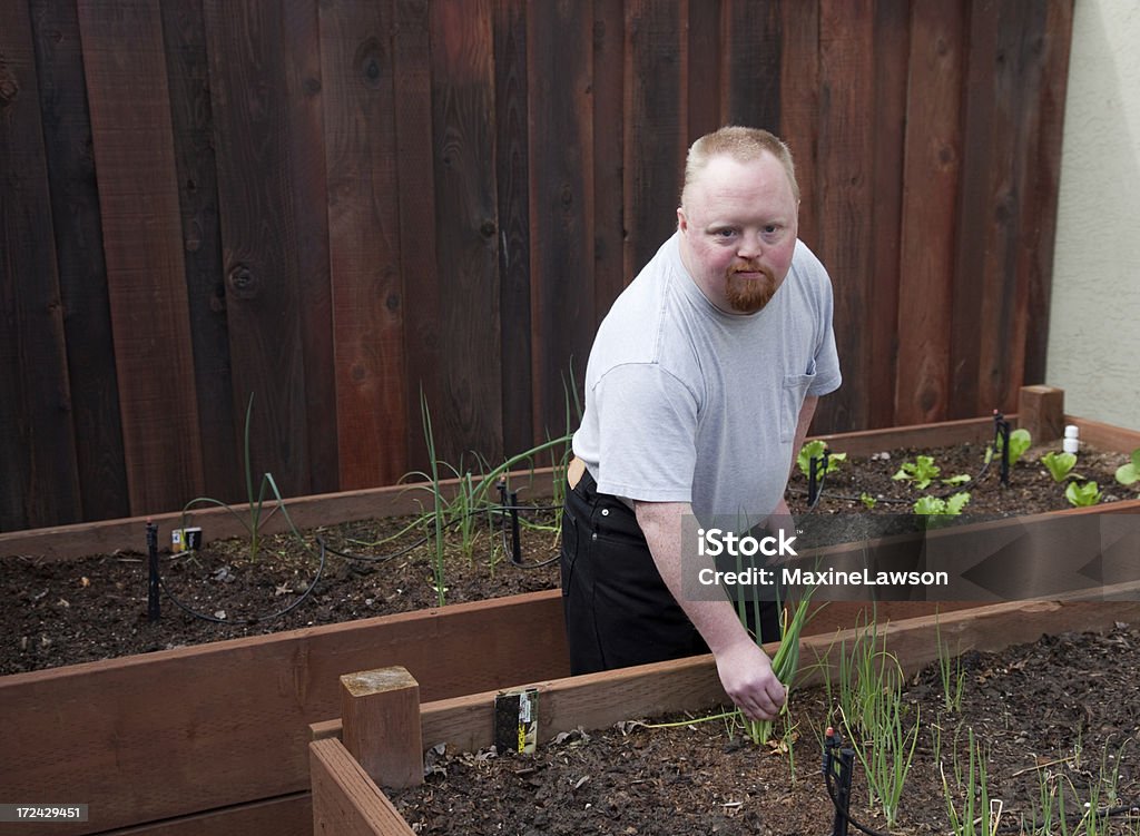 Handicapped Man Vegetable Gardening Handicapped Man Vegetable Gardening in deep beds on a warm spring day Down Syndrome Stock Photo