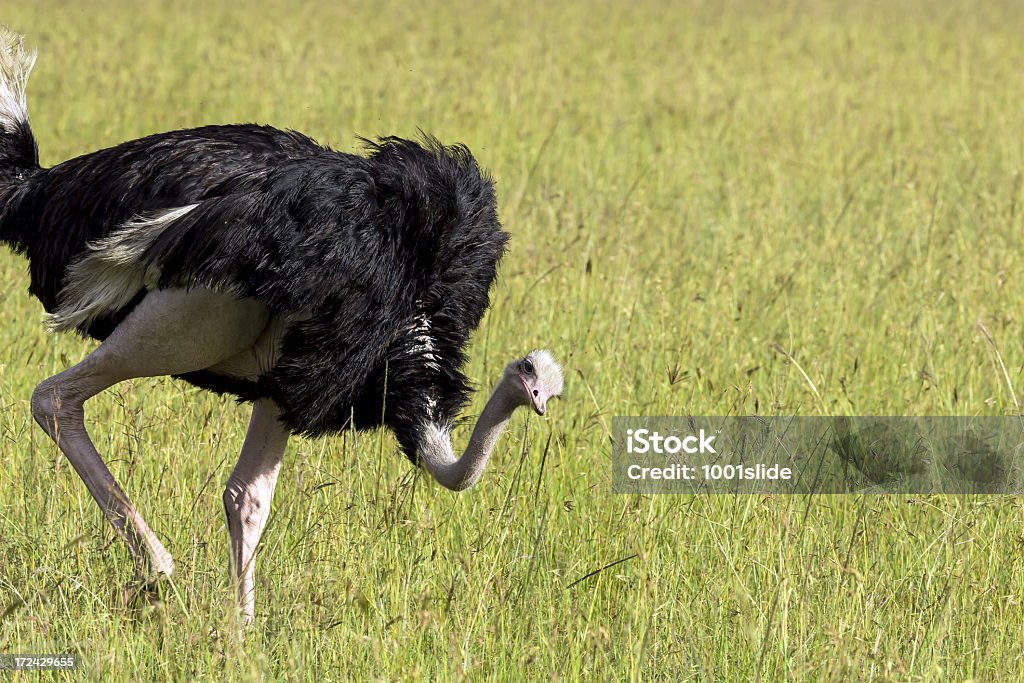 Wilde African Ostrich - Lizenzfrei Afrika Stock-Foto