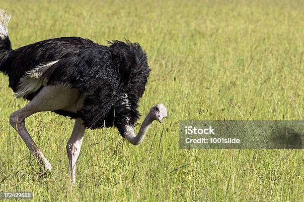 Wilde African Ostrich Stockfoto und mehr Bilder von Afrika - Afrika, Einzelnes Tier, Farbbild