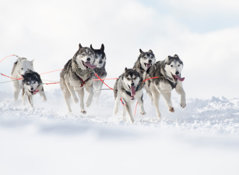 Group of sled dogs running through lonely winter landscape. Shallow DOF with selective focus on dog in the second row on the left. 